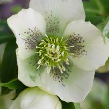 rose de noel