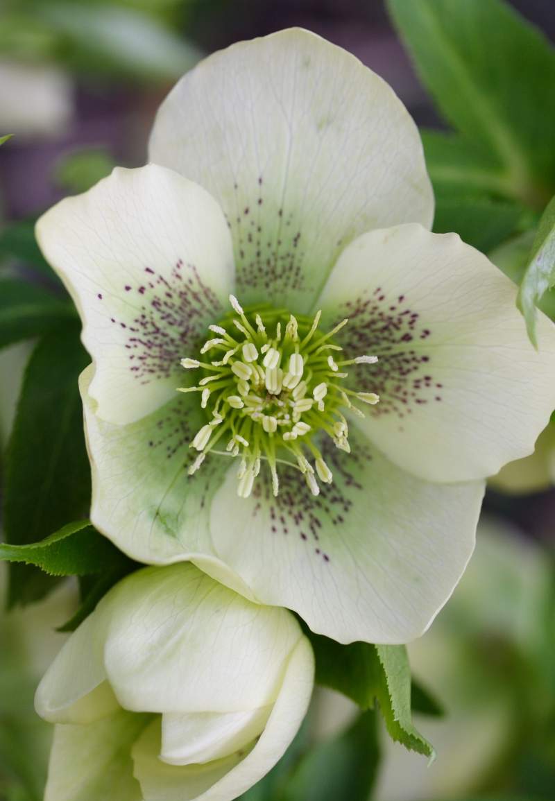 La rose de Noël, un trésor de l'hiver