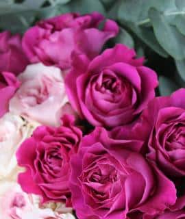 rose rosier david austin