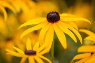 rudbeckia en fleur