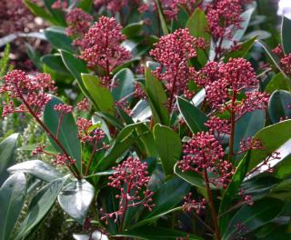 skimmia japonica plantation