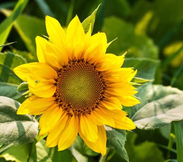 Tournesol en pot : intérieur ou extérieur, comment le planter ?