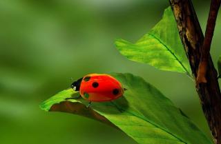 utilite coccinelle jardin potager