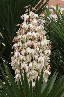yucca exterieur en fleur