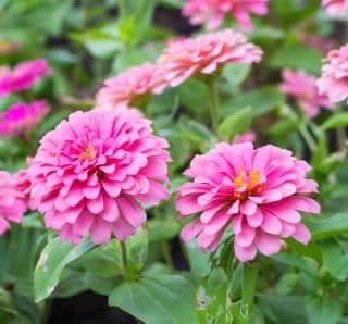 zinnia