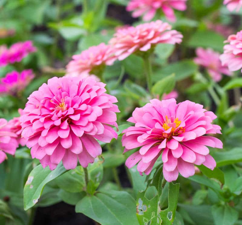 Le zinnia et sa petite couronne dorée, @ngèle