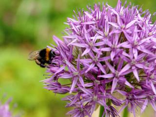 Ail d'ornement Allium aflatunense