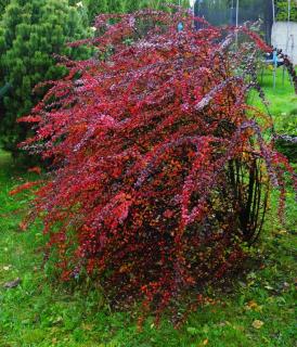 berberis thunbergii