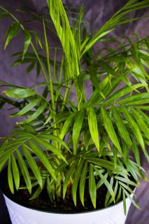 Chrysalidocarpus arrosage