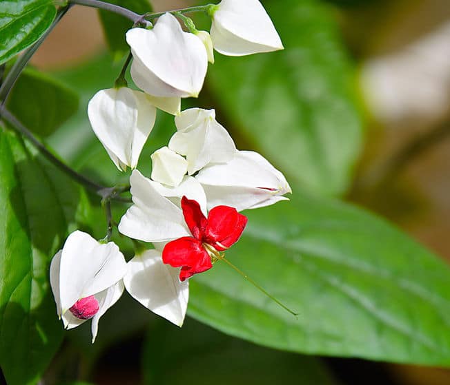 clerodendron