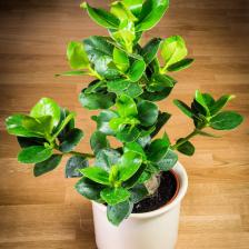 Clusia rosea interieur