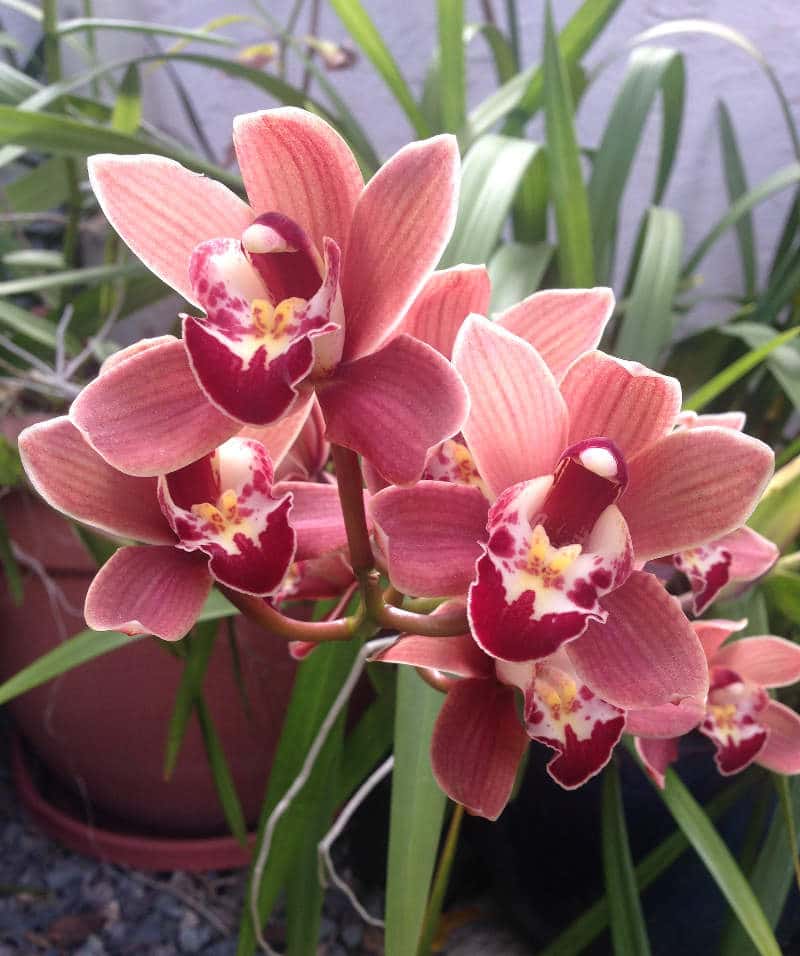 Orchidée Cymbidium rosée - Plante - Plus de Fleurs