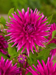 Dahlia cactus Purple Gem