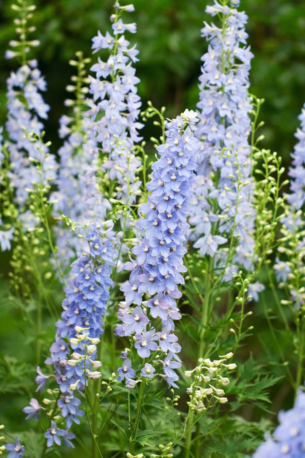 Delphinium