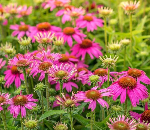 Echinacee Echinacea