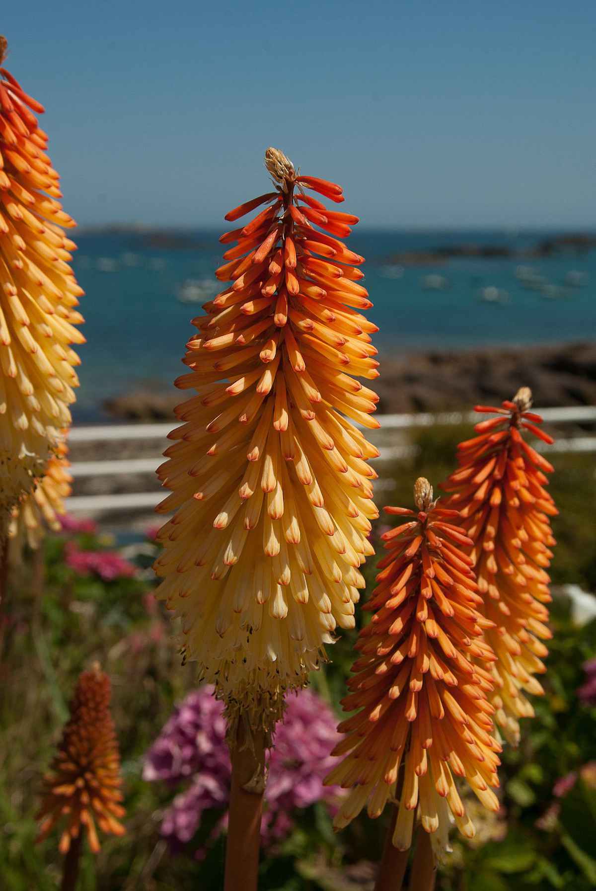 Kniphofia plante