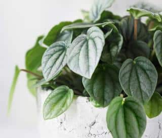 Peperomia