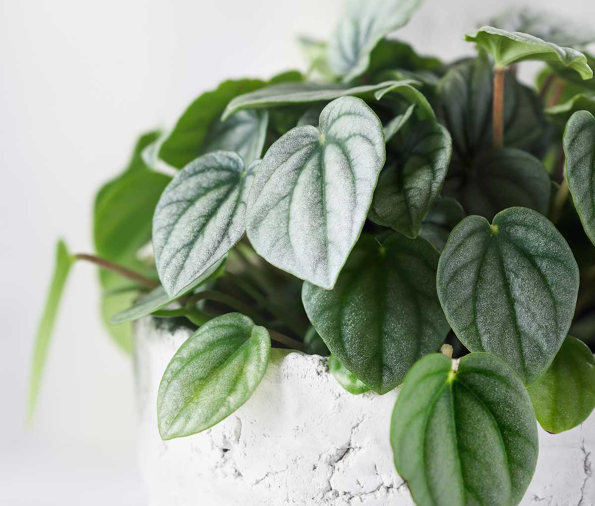 Peperomia