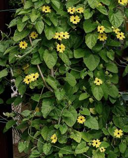 Plantation Suzanne aux yeux noirs - Thunbergia alata