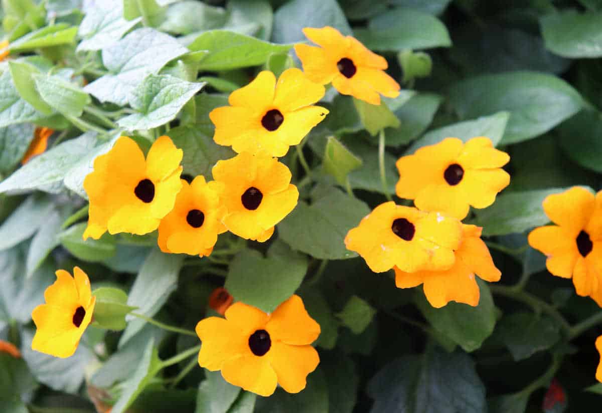 Suzanne aux yeux noirs - Thunbergia alata