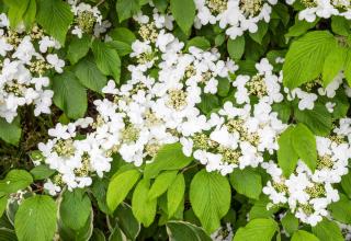 Viburnum plicatum mariesii
