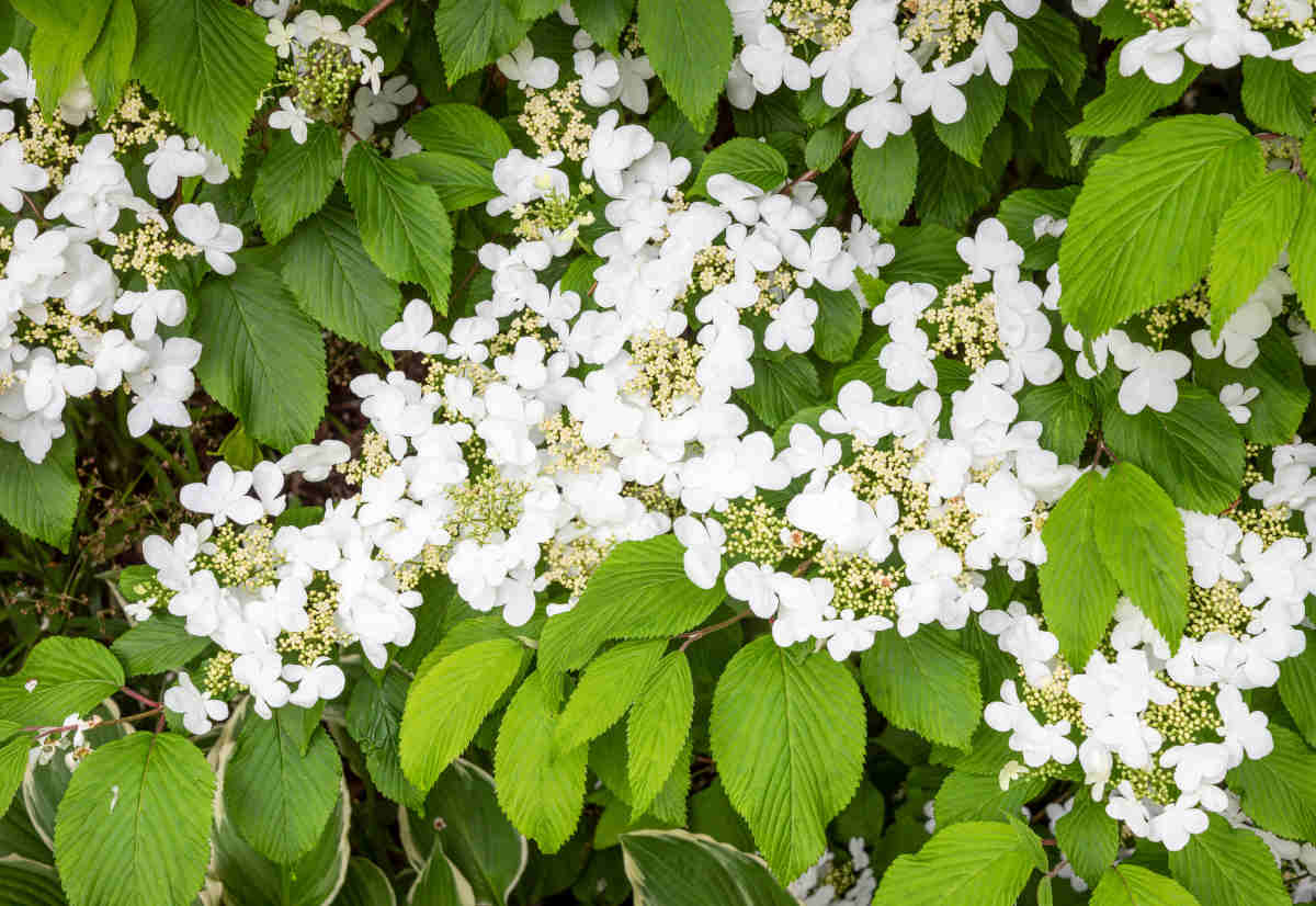 Viburnum plicatum mariesii - Viorne de Chine