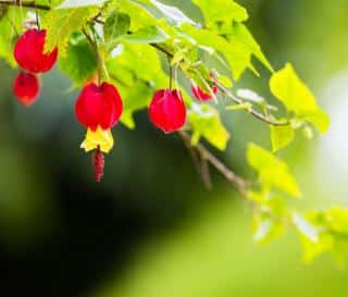 abutilon