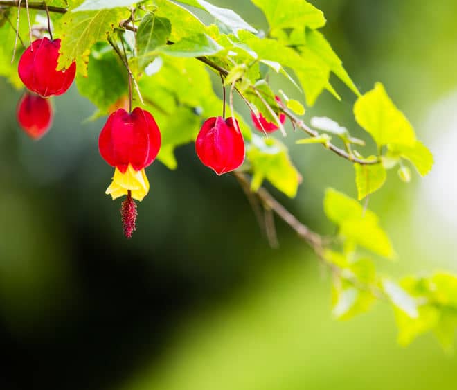 abutilon