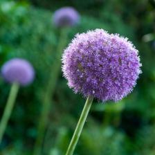 ail d'ornement