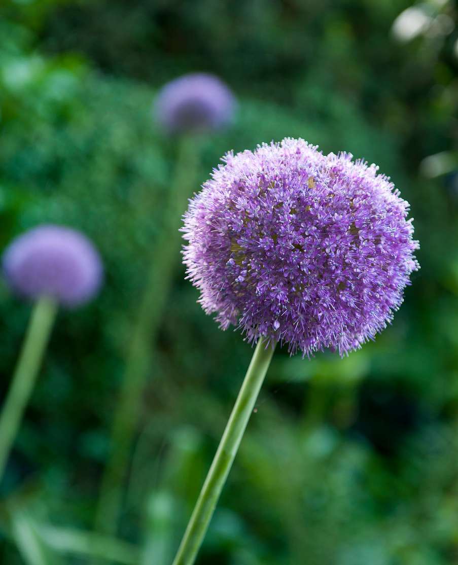 Ail d'ornement : conseils d'entretien pour une belle floraison