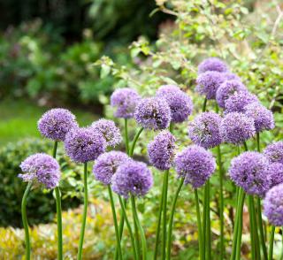 Ail d'ornement : conseils d'entretien pour une belle floraison