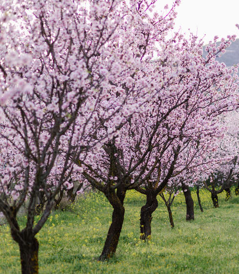 Amandier : plantation, maladie, taille et conseils d&#39;entretien