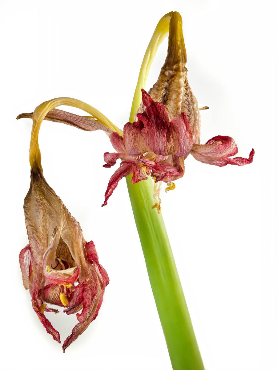 amaryllis apres floraison - fleur fanée