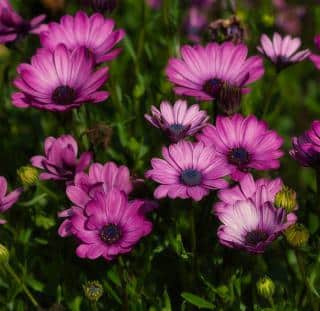 aster semis plantation