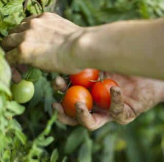 calendrier lunaire jardin