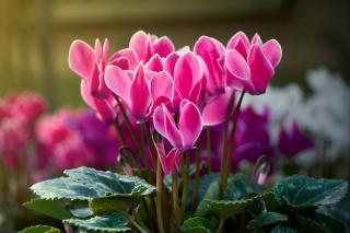 cyclamen en hiver