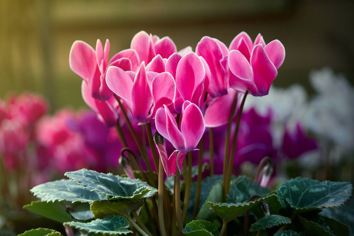 cyclamen en hiver