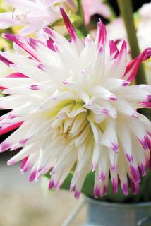 dahlia cactus blanc