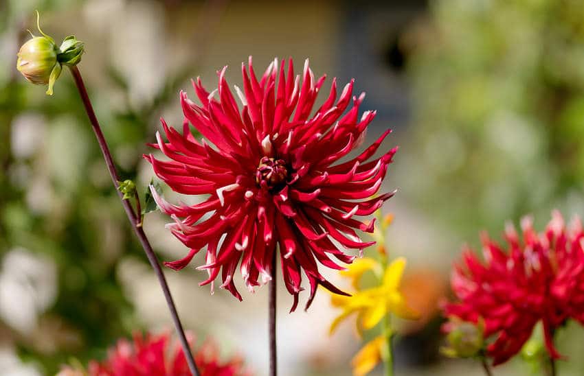 dahlia cactus