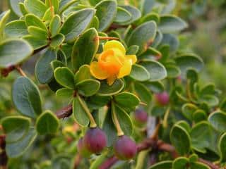 epine vinette nain Berberis buxifolia