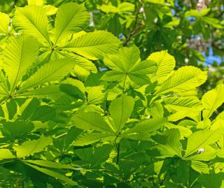 feuille de marronnier