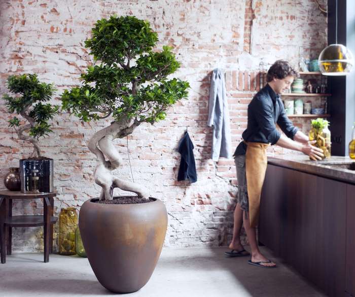 ficus interieur