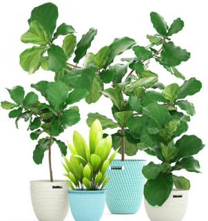 ficus lyrata