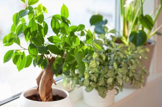 ficus variétés