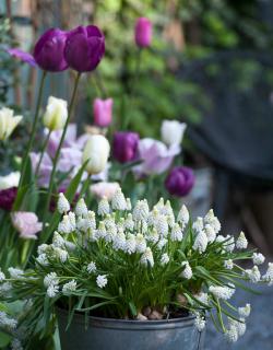 fleurs printemps hiver