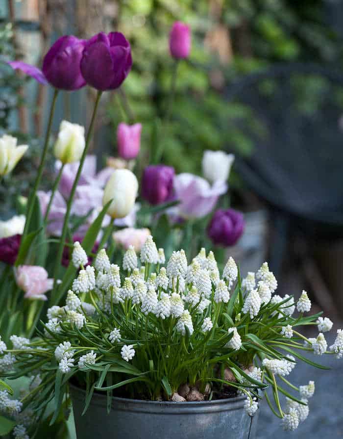 Bulbes de  printemps  et d hiver des  fleurs  pour chaque mois