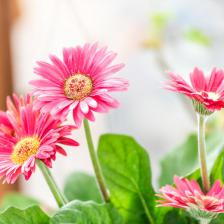gerbera