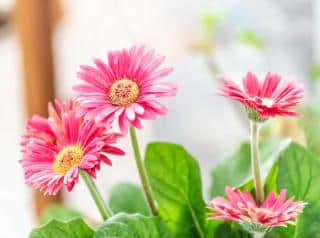 gerbera en pot