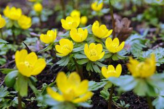 hellebore Eranthis