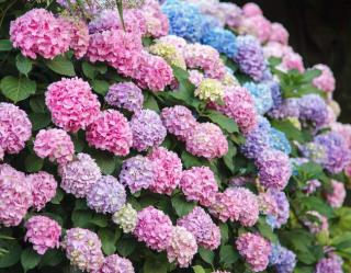 hortensia plantation